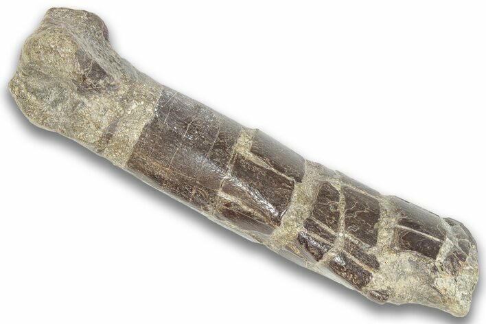 Partial Dinosaur (Struthiomimus) Metatarsal - Montana #325129